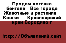 Продам котёнка бенгала - Все города Животные и растения » Кошки   . Красноярский край,Бородино г.